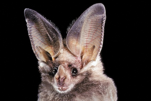 California-Leaf-Nosed-Bat